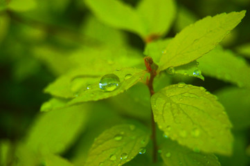 Plakat green leaf with water drops