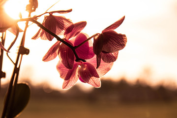 orchid in the sunset