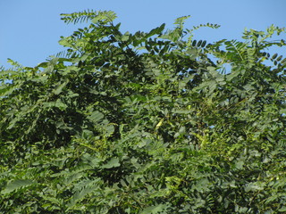 Fototapeta na wymiar Green leaves background in the sun and blue sky. The top of a tree exposes its organic and natural texture to sunlight. 