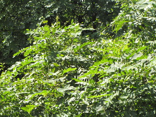Green leaves background in the sun. The top of a tree exposes its organic and natural texture to sunlight.
