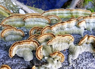 A bunch of wild mushroom grown on the tree stump