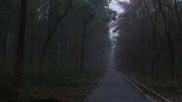 A  glimpse of green woods and small river passing by with the movement of camera. Indian landscape.