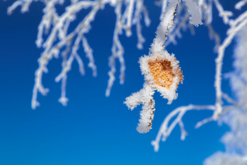 White birch in hoarfrost