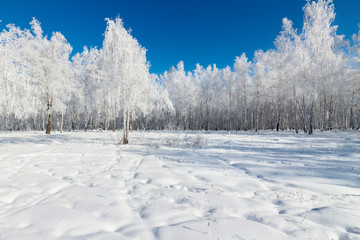 White birches covered themselves with snow