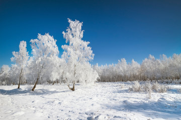 White birches covered themselves with snow