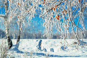 White birch in hoarfrost