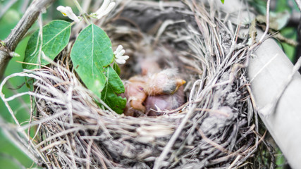 Baby robins in a nest in the springtime