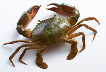 Raw crab isolated on isolated white background