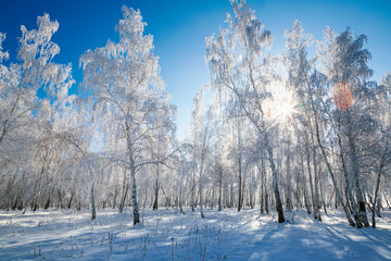 Frost and sun, wonderful day