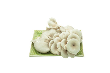 Blossom Pleurotus pulmonarius, home growing vegetable.
