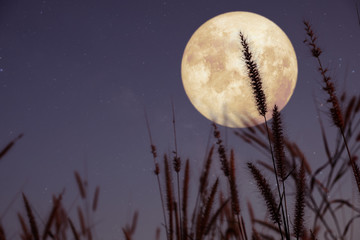 Beautiful nature fantasy - wild grass and full moon with star. Retro style with vintage color tone. Fall season, halloween and thanksgiving in night skies. autumn background concept. - obrazy, fototapety, plakaty