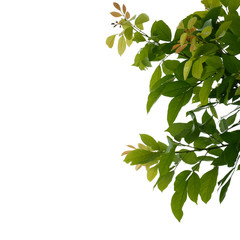 Green tree branch isolated on white background