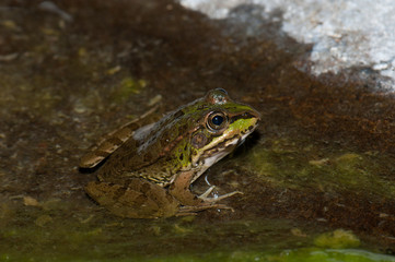 Perez's frog Pelophylax perezi in a pond. The Nublo Rural Park. San Bartolome de Tirajana. Gran Canaria. Canary Islands. Spain.