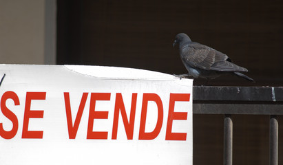 Domestic pigeon Columba livia next to a For Sale sign. Arinaga. Aguimes. Gran Canaria. Canary...