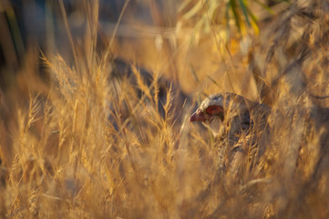 Red-legged partridge Alectoris rufa resting hidden in the vegetation. Cruz de Pajonales. Integral...