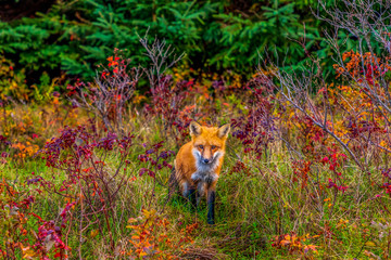 fox in the grass