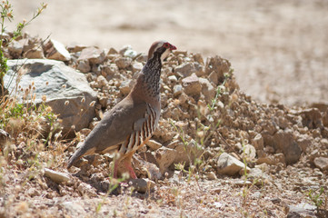 Red-legged partridge Alectoris rufa. Cruz de Pajonales. Integral Natural Reserve of Inagua. Tejeda. Gran Canaria. Canary Islands. Spain.