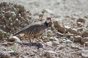 Female red-legged partridges Alectoris rufa and chick in the background. Cruz de Pajonales. Integral Natural Reserve of Inagua. Tejeda. Gran Canaria. Canary Islands. Spain.
