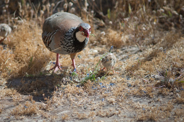 Red-legged partridge eating a plant Echium plantagineum and chick. Cruz de Pajonales. Integral Natural Reserve of Inagua. Tejeda. Gran Canaria. Canary Islands. Spain.