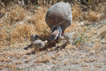 Female and chicks of red-legged partridges Alectoris rufa searching for food. Cruz de Pajonales. Integral Natural Reserve of Inagua. Tejeda. Gran Canaria. Canary Islands. Spain.