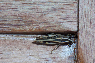 Canarian grasshopper Calliptamus plebeius on a wooden door. Cruz de Pajonales. Tejeda. Gran...
