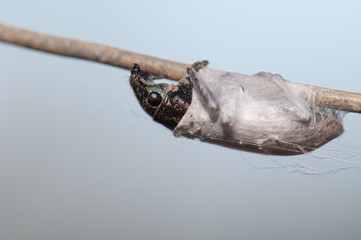 Weevil trapped in spider silk. Cruz de Pajonales. Integral Natural Reserve of Inagua. Tejeda. Gran Canaria. Canary Islands. Spain.