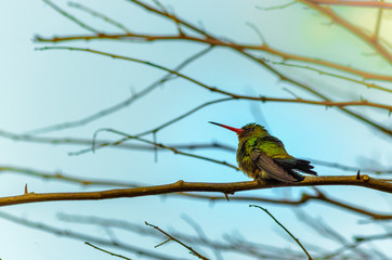 Beija flor na árvore sem folhas no inverno.