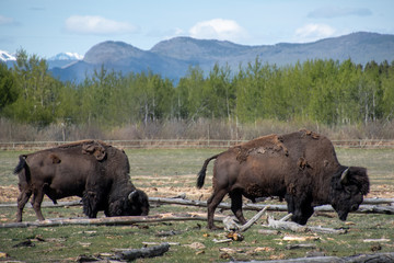 Two wood bison grazing in a meadow, paddock in northern Canada, Yukon Territory. Taken in the summer with amazing mountains surrounding.  © Scalia Media