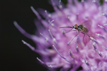 Fly feeding on a flower of Cheirolophus sp. Cruz de Pajonales. Integral Natural Reserve of Inagua. Tejeda. Gran Canaria. Canary Islands. Spain.