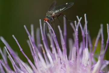Fly feeding on a flower of Cheirolophus sp. Cruz de Pajonales. Integral Natural Reserve of Inagua. Tejeda. Gran Canaria. Canary Islands. Spain.