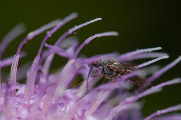 Fly feeding on a flower of Cheirolophus sp. Cruz de Pajonales. Integral Natural Reserve of Inagua. Tejeda. Gran Canaria. Canary Islands. Spain.