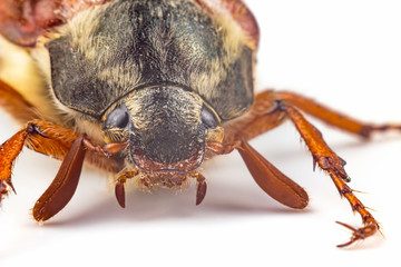closeup insect cockchafer on a white background. Insects and Zoology