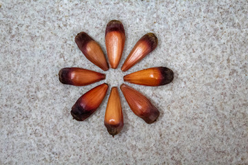 brazilian pinion on gray background