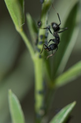 Ant Camponotus rufoglaucus feai. El Juncal ravine. The Nublo Rural Park. Tejeda. Gran Canaria. Canary Islands. Spain.