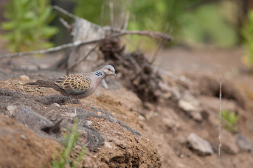 European turtle dove Streptopelia turtur. Tamadaba Natural Park. Gran Canaria. Canary Islands. Spain.