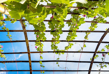 Pergola Made by bamboo and sky view
