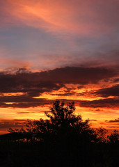Silhouette Sunset in Tucson