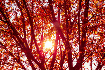 Red sun light with red tree and leaf