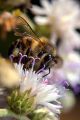Bee resting on a flower