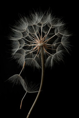 Dandelion flower and seeds close-up on a black background