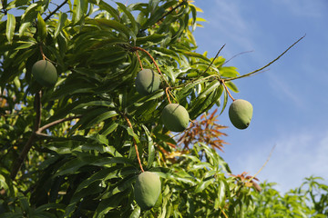 green mango on a tree against a blue sky in orchard