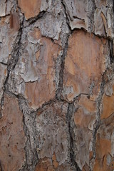 pine tree bark texture, pattern, background. Vertical photo.