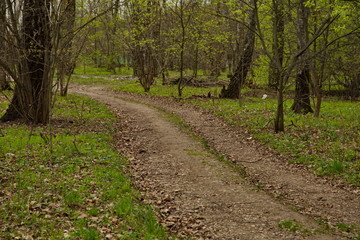 Country road in the spring forest.