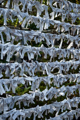 Omikuji – the fortune telling paper slips at the Shikichi-jinja Shrine. Kyoto. Japan