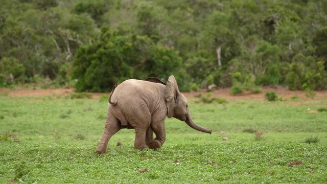 African baby elephant running towards the herd. Pan right