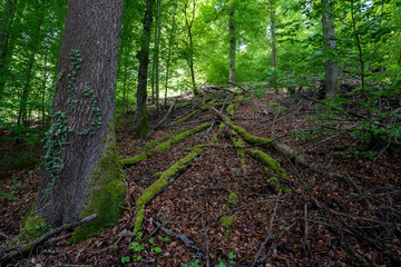 Mindelsee am Bodensee Radolfzell