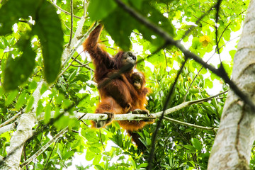 Fototapeta premium Urang Hutan