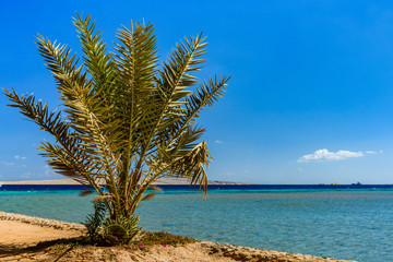 Fototapeta premium Green date palm tree against the blue sky