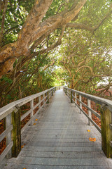 Fototapeta premium wooden bridge in the forest