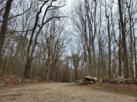 dead tree in the forest